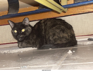 Miss Pris under the couch