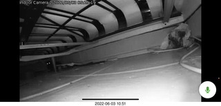 Miss Pris under the couch