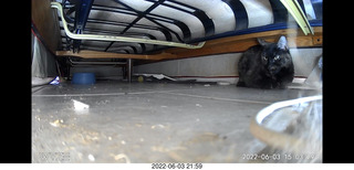 Miss Pris under my hifi-room sofa