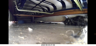 Miss Pris under the couch