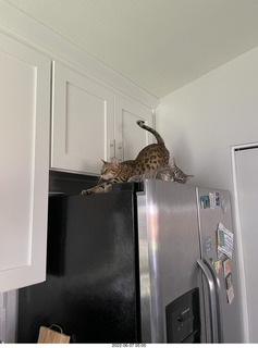 Pickle puss on 'fridge