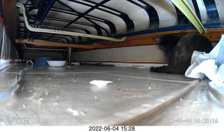 Miss Pris under my couch