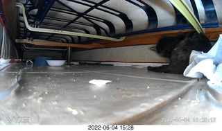 Miss Pris under my couch