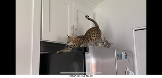 Pickle Puss on the 'fridge