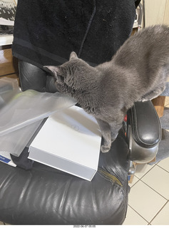 my Dell computers arrived with cat Devin