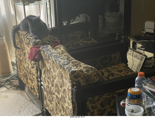 my cats Devin and Jane