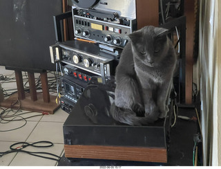 cat Jane in my hifi room