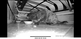 Miss Pris eating under my sofa