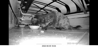 Miss Pris under the couch