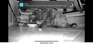 Miss Pris under my sofa