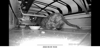 Miss Pris under the couch