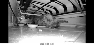 Miss Pris under the couch