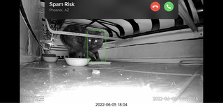 Miss Pris under the couch