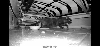 Miss Pris under my sofa