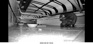 Miss Pris under my couch