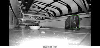 Miss Pris eating under my sofa