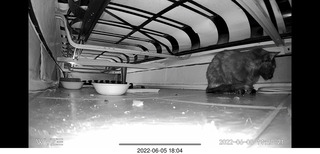 Miss Pris eating under my sofa