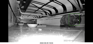 Miss Pris under my sofa