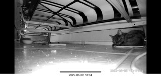 Miss Pris under my sofa