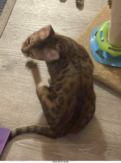 cats Potato and Pickle