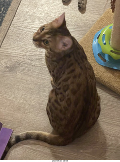 cats Devin and Pickle`