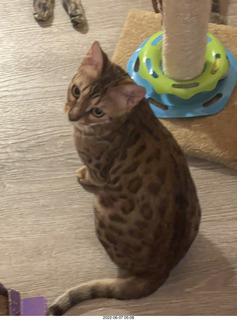 cats Devin and Pickle