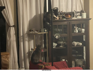 Miss Pris leaving the couch for the hifi room