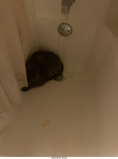 Miss Pris under my sofa