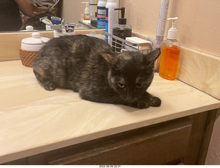 Miss Pris under my sofa