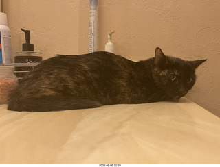 Miss Pris leaving the couch for the hifi room