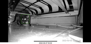 older picture of Miss Pris under the sofa