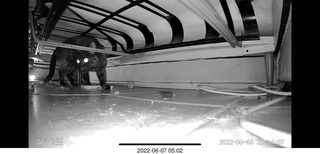 Miss Pris in the middle bathroom