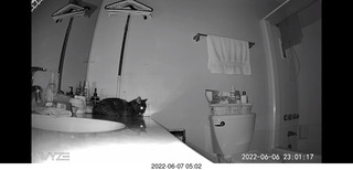 Miss Pris in the middle bathroom