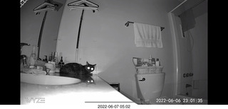 Miss Pris in the middle bathroom