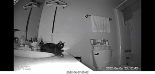 older picture of Miss Pris under the sofa