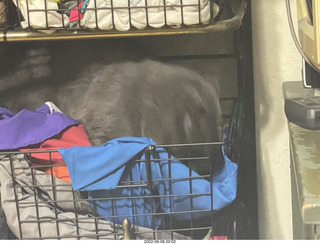 cat Jane in my hifi room