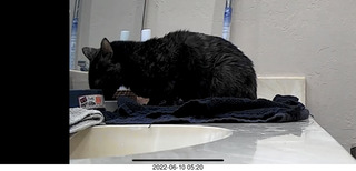 Miss Pris in my upstairs middle bathroom + Adam