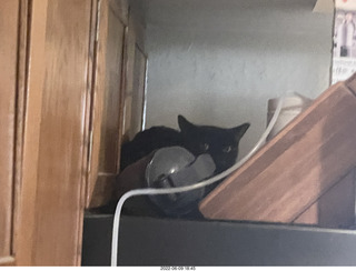 my cat Miss Pris atop the refrigerator