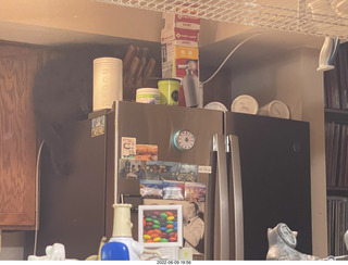 my cats Devin and Jane