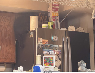 cat Devin meeting cat Miss Pris atop the refrigerator