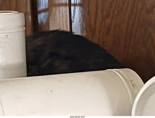 my cat Miss Pris in her bathroom safe space