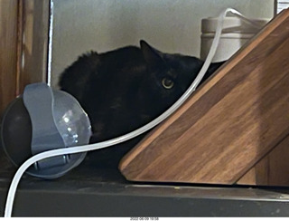 my cat Miss Pris atop the refrigerator