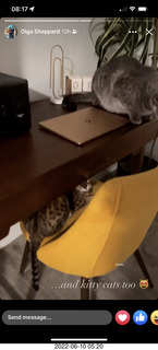 cats Pickle and Potato