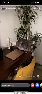 cats Pickle and Potato