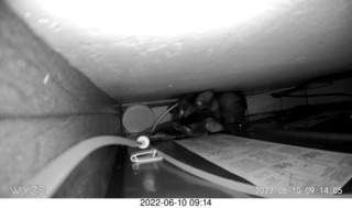 my cat Miss Pris atop the refrigerator