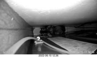 my cat Miss Pris behind my refrigerator