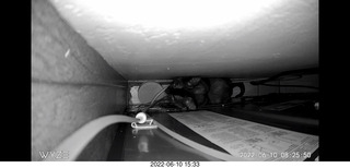 my cat Miss Pris atop the refrigerator