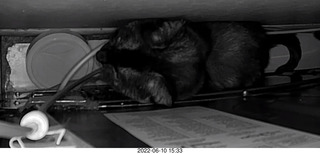 my cat Miss Pris behind my refrigerator