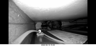 my cat Miss Pris behind my refrigerator