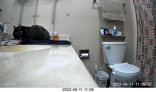 my cat Miss Pris in her safe space